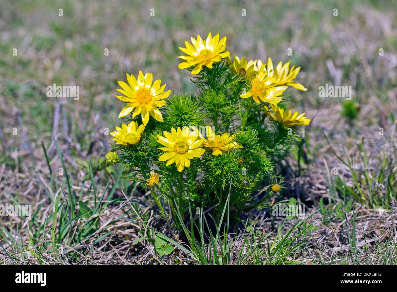 Pheasant's eye / spring adonis / spring pheasant's eye / yellow pheasant's eye / false hellebore (Adonis vernalis) in flower in spring, Austria Stock Photo
