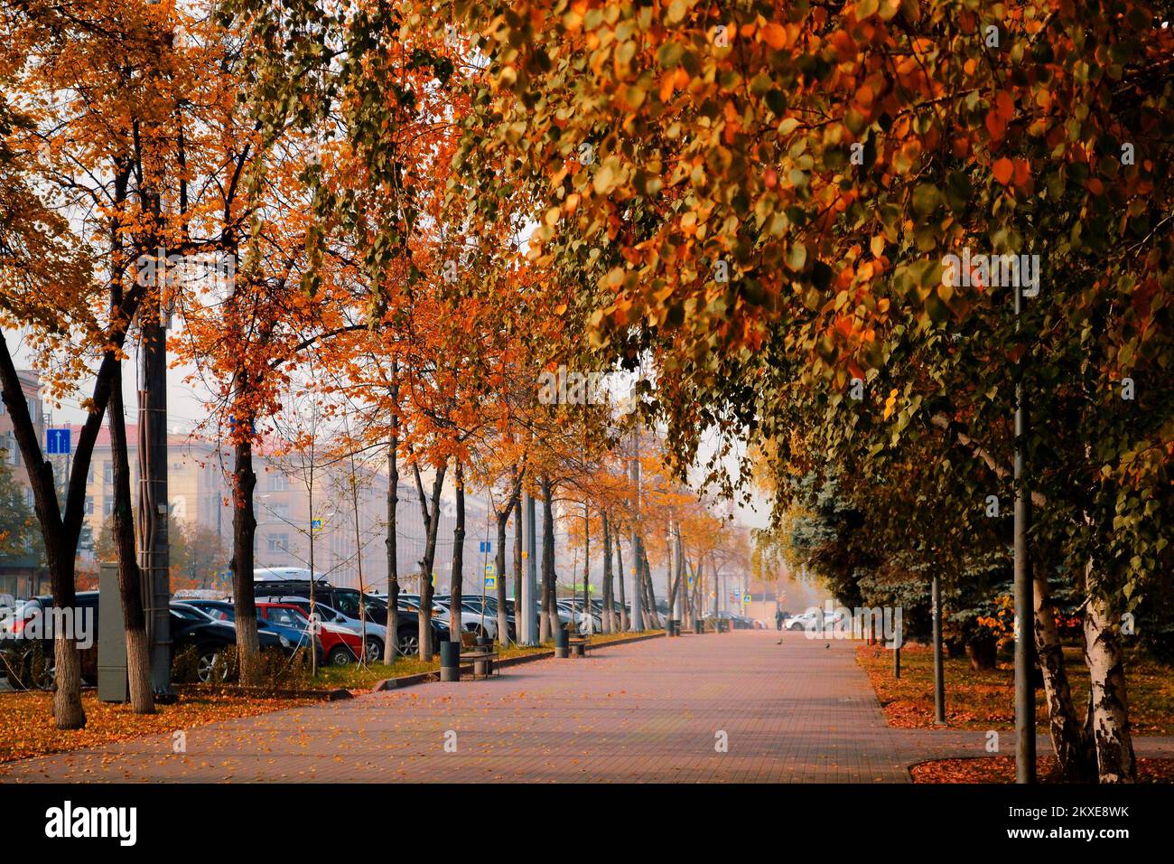 Car parked under trees hi-res stock photography and images - Alamy