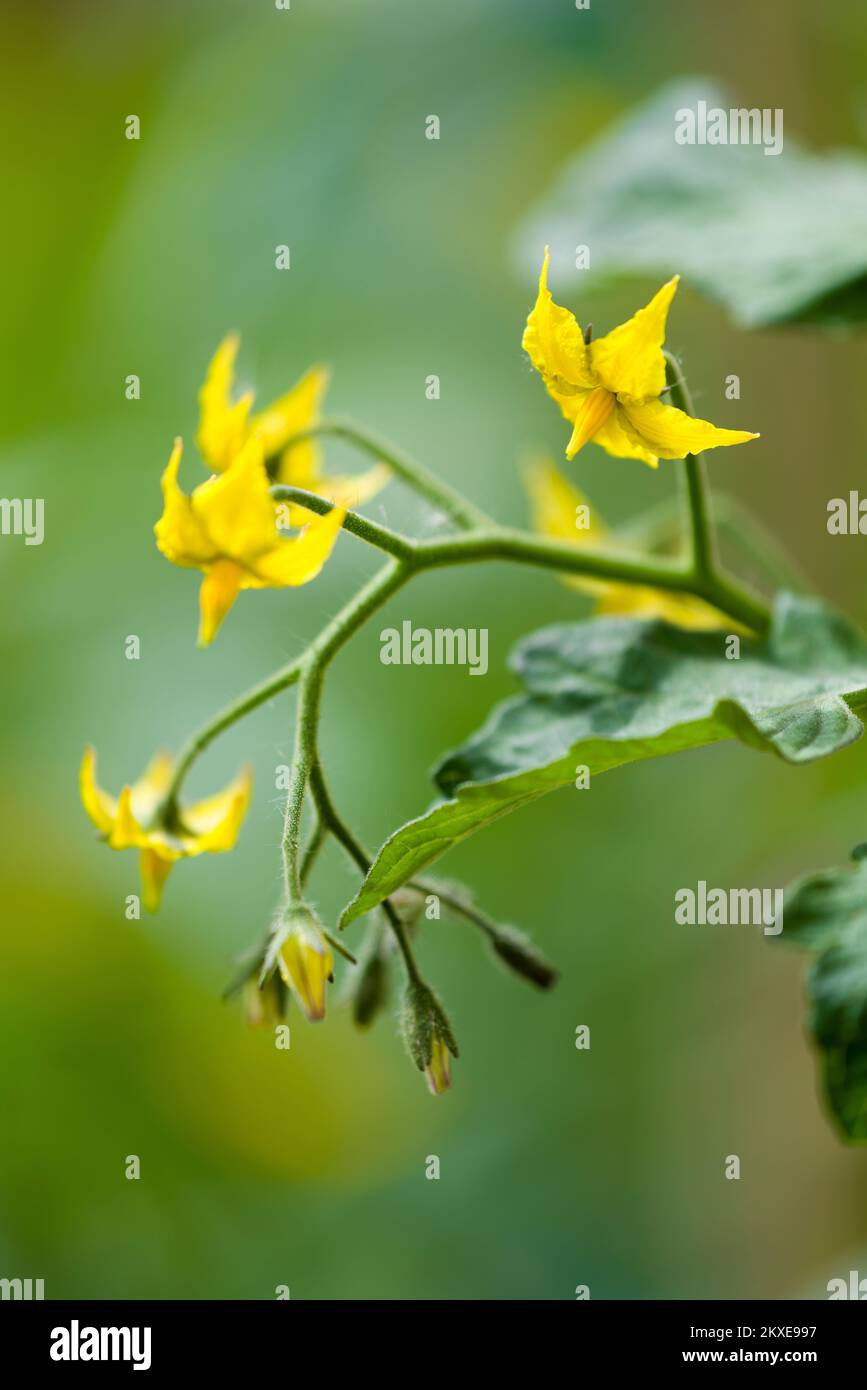 Tomato flowers on a home grown Sungold Tomato (Solanum lycopersicum) F1 hybrid plant in a vegetable garden in the UK. Stock Photo