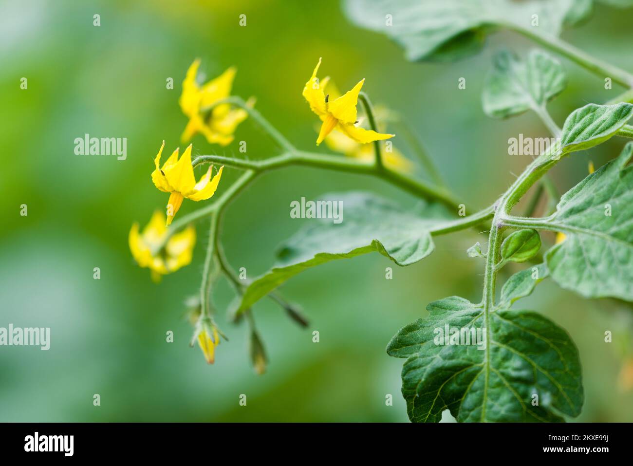 Tomato flowers on a home grown Sungold Tomato (Solanum lycopersicum) F1 hybrid plant in a vegetable garden in the UK. Stock Photo