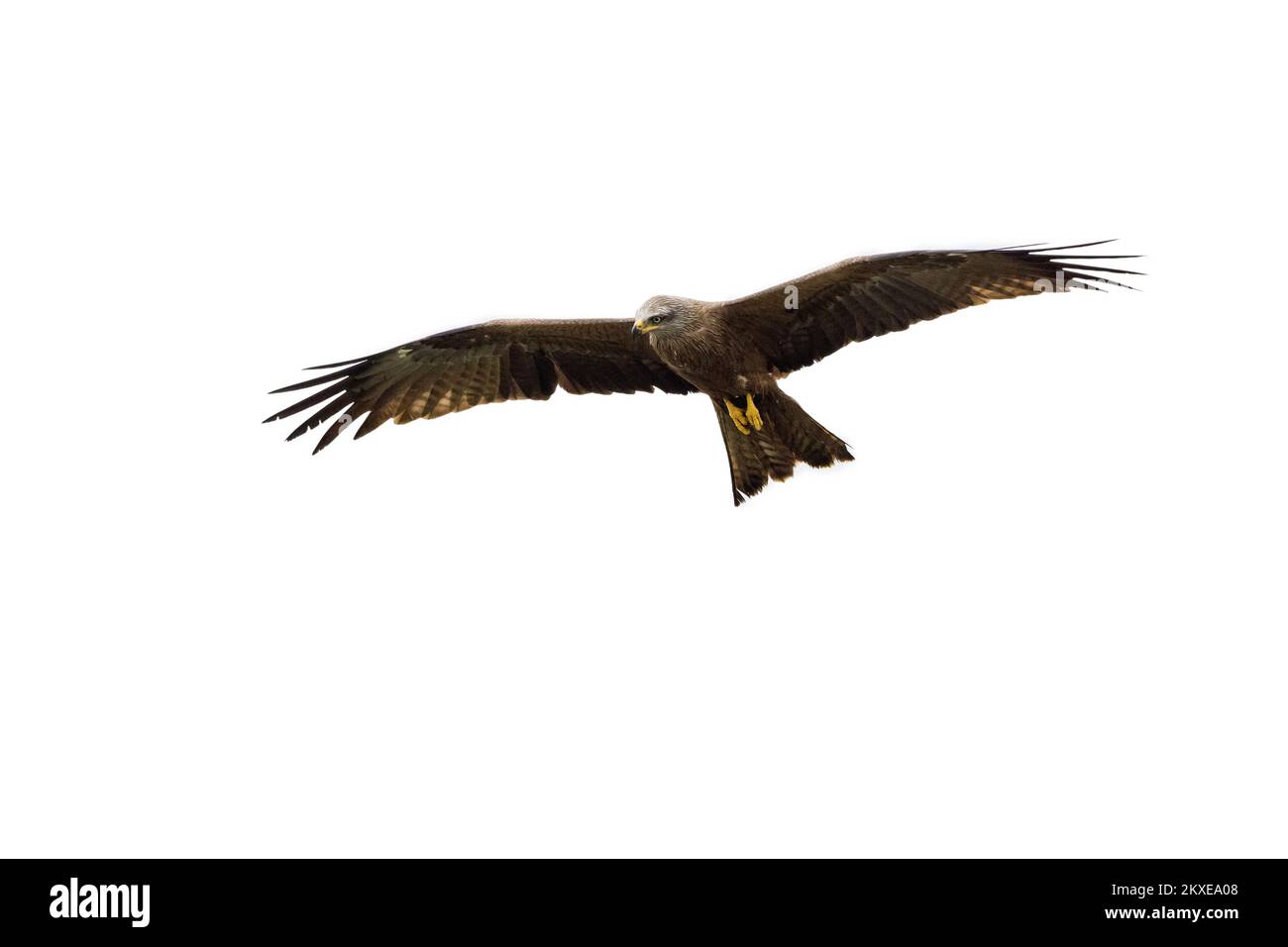 Black kite (Milvus migrans) in flight soaring against white background Stock Photo