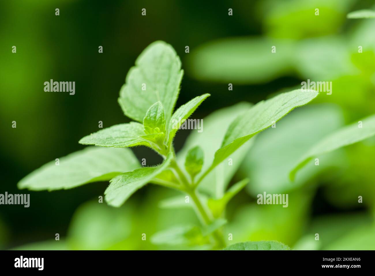 A close-up of the herb Lesser Calamint (Clinopodium nepeta) growing in a herb garden in the UK. Stock Photo