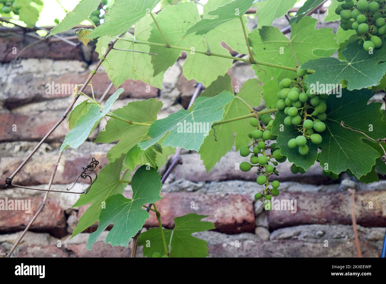 bunch of white grapes in the garden Stock Photo - Alamy