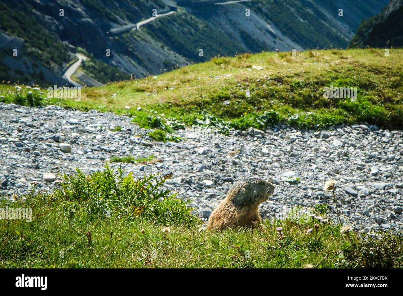 The closeup of the shy marmot observing the roads climbing to the famous Stelvio Pass in Italy. Stock Photo