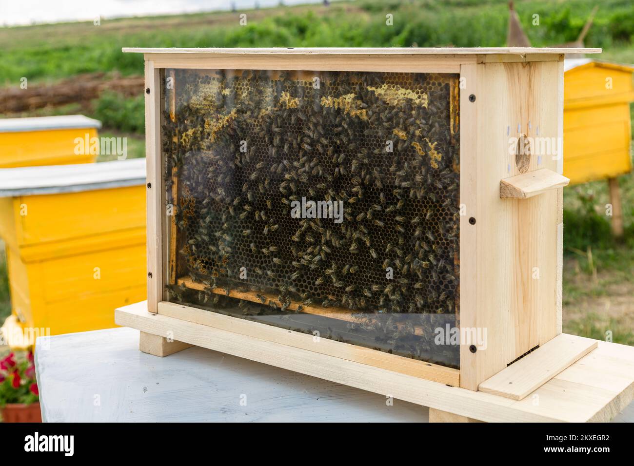 https://c8.alamy.com/comp/2KXEGR2/honey-bees-honey-bee-hive-with-comb-honey-and-wax-in-a-display-behind-glass-2KXEGR2.jpg