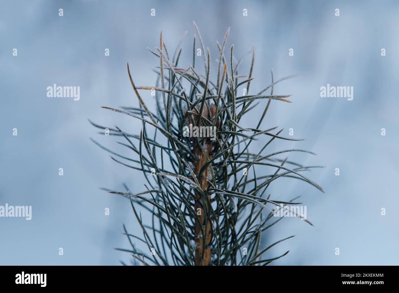 One pine branch with frosty white frost on a snowy background. High quality photo Selective focus, close-up Banner Stock Photo