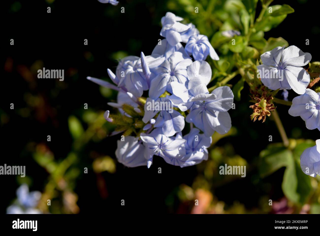 closeup of the flower of a sky jasmine Stock Photo