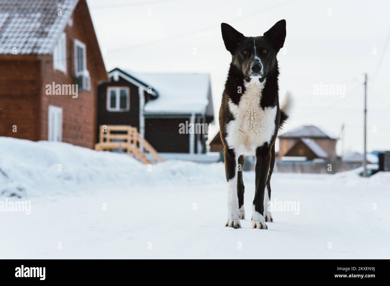 A large black stern mongrel in winter, a guard dog, stands in the snow near the house An old guard dog in winter against the backdrop of cottages. Stock Photo