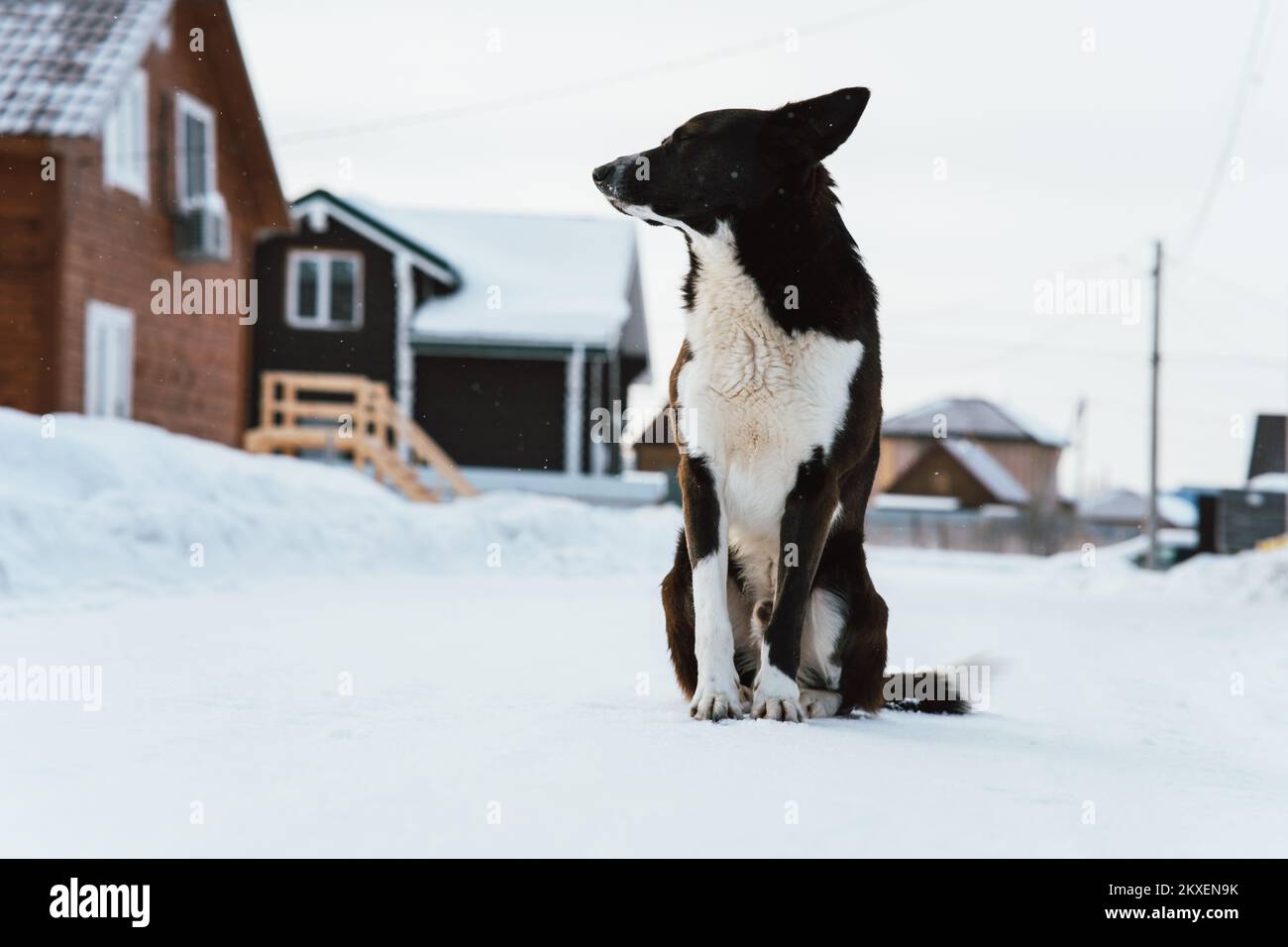 Large black stern mongrel dog, a guard in the countryside in winter. An old watchdog in the winter against the backdrop of cottages. Stock Photo