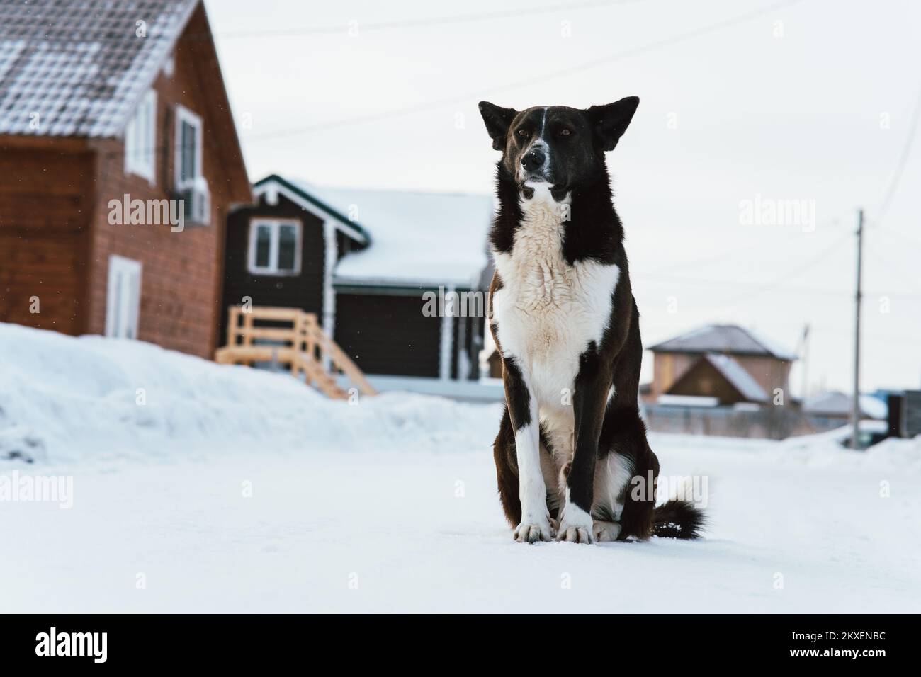 An old watchdog in the winter against the backdrop of cottages. Large black stern mongrel dog, a guard in the countryside in winter. Stock Photo