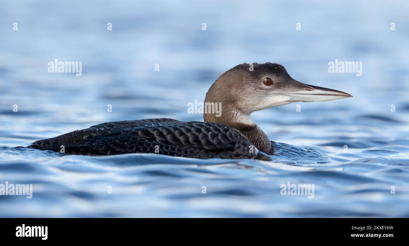 Low Level Side View Of A Juvenile Young Great Northern Diver, Gavia immer, Floating On A River, Christchurch UK Stock Photo
