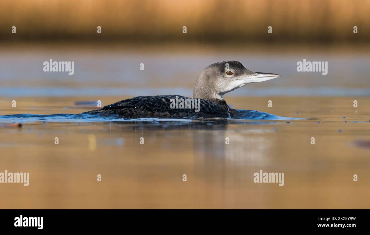 Low Level Side View Of A Juvenile Young Great Northern Diver, Gavia immer, Floating On A River, Christchurch UK Stock Photo