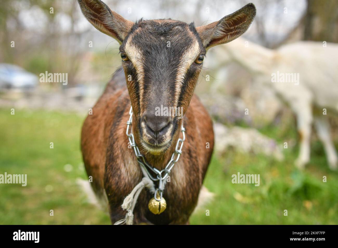 05.04.2020., Sinj, Croatia - Grazing goats in the Dalmatian hinterland. Photo: Roko Pavlinusic/HaloPix/PIXSELL Stock Photo