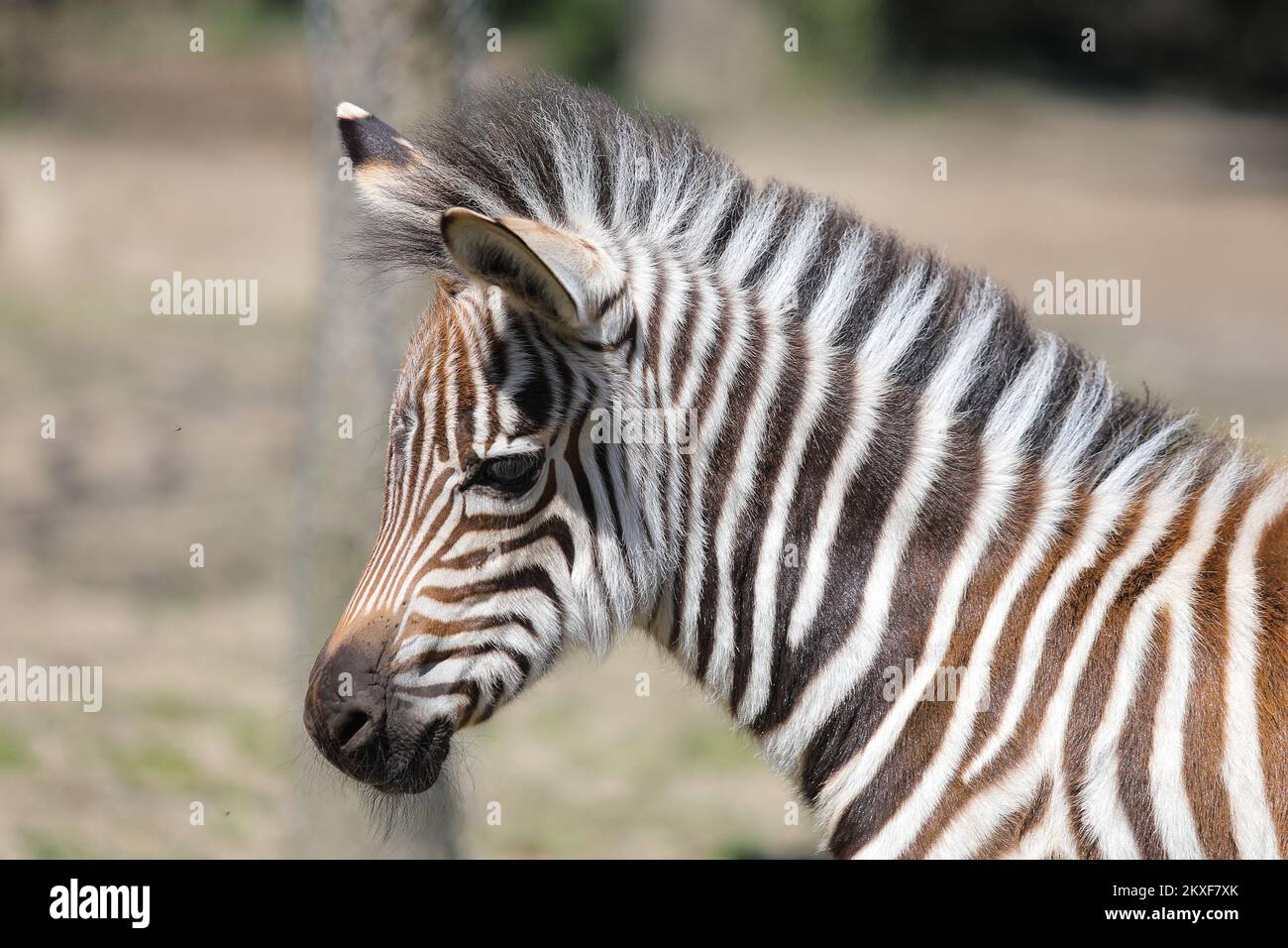 ., Zagreb, Croatia - A family of zebras living in Zagreb Zoo has  gained a new member. The little bundle of joy (still no name) was welcomed  by mother Sabina, father Gustav