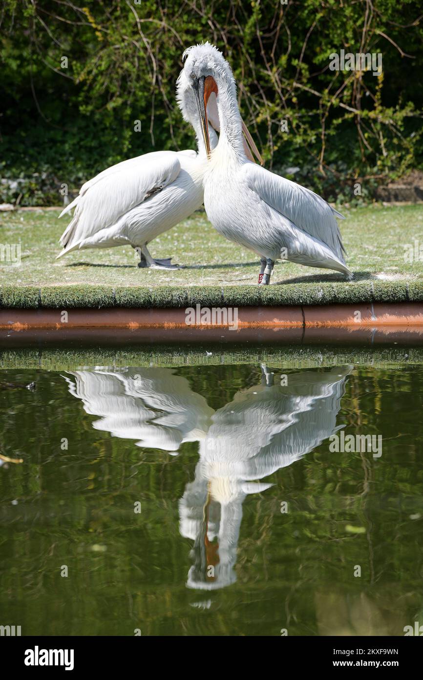 10.04.2020., Zagreb, Croatia - in Zagreb ZOO. Dalmatian pelican Photo: Sandra Simunovic/PIXSELL Stock Photo