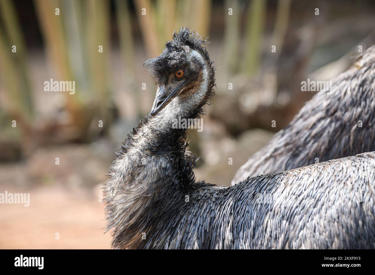 10.04.2020., Zagreb, Croatia - Emu in Zagreb ZOO. Photo: Sandra Simunovic/PIXSELL Stock Photo