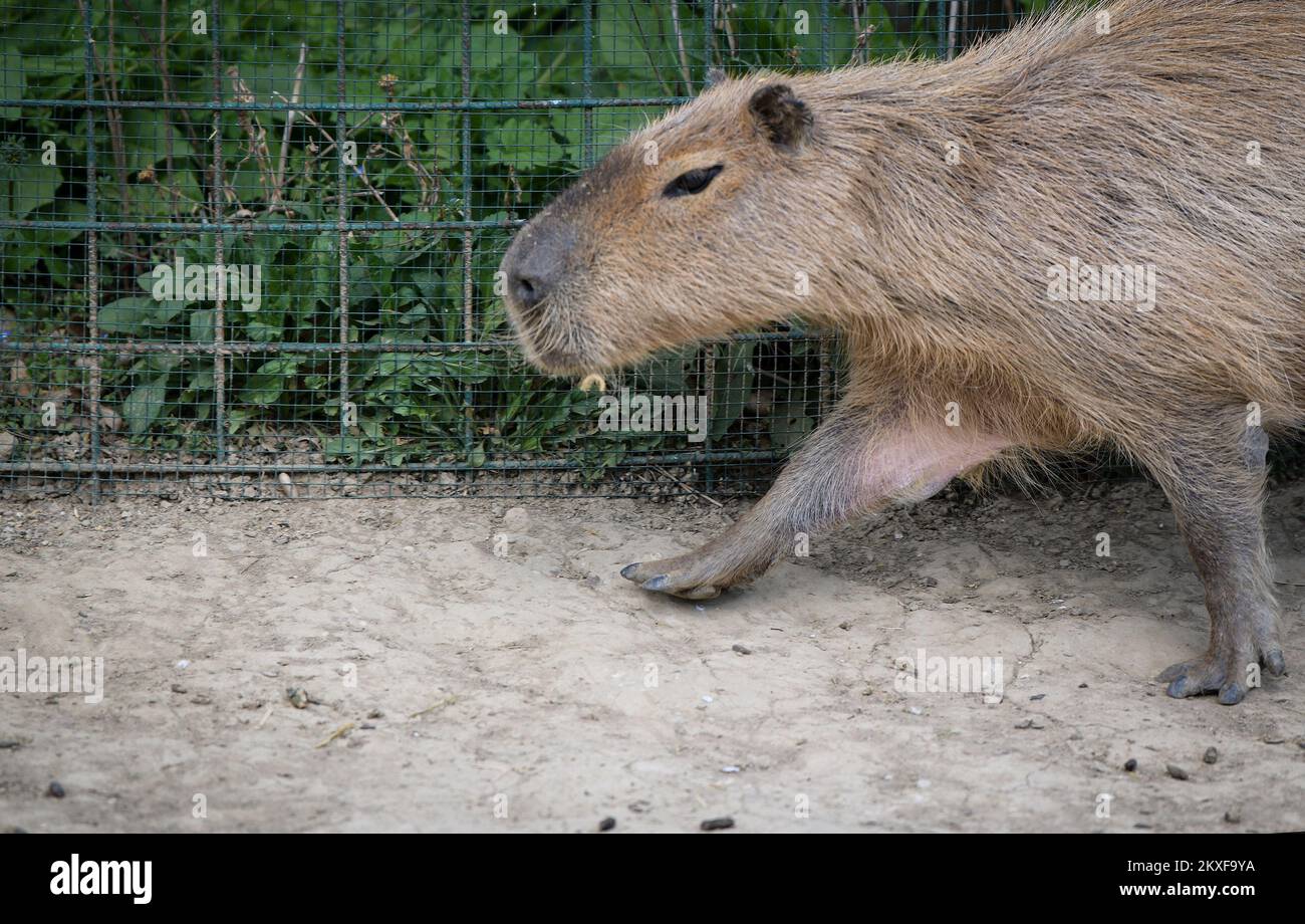 10.04.2020., Zagreb, Croatia - Capybara in Zagreb ZOO. Photo: Sandra Simunovic/PIXSELL Stock Photo