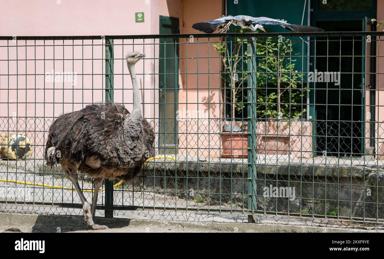 10.04.2020., Zagreb, Croatia - Common ostrich in Zagreb ZOO. Photo: Sandra Simunovic/PIXSELL Stock Photo