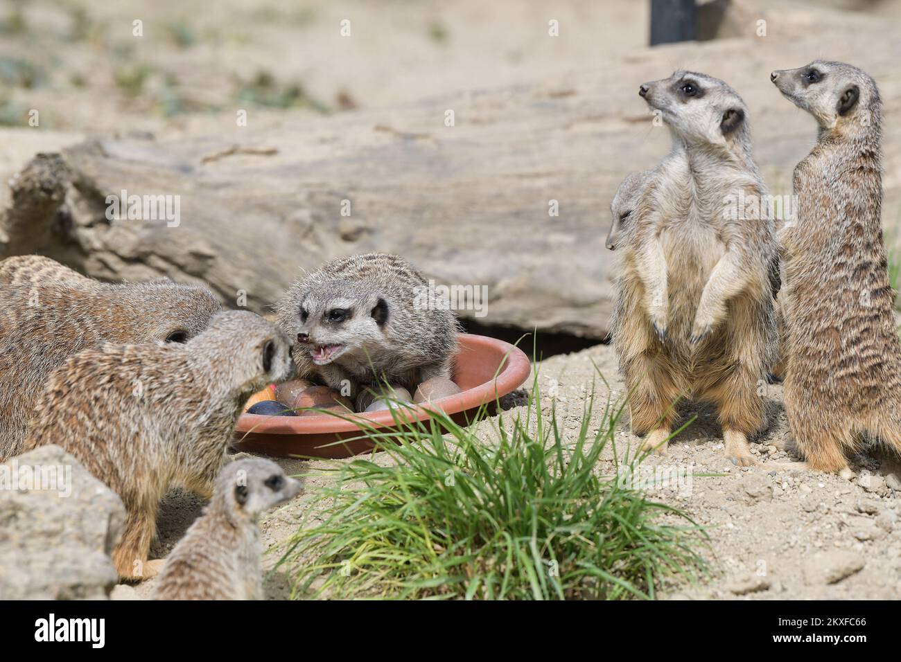 13.04.2020., Zagreb- Na Uskrsni ponedjeljak Zooloski vrt grada Zagreba svoje je stanovnike tradicionalno pocastio sa pisanicama. Photo: Sandra Simunovic/PIXSELL  Stock Photo