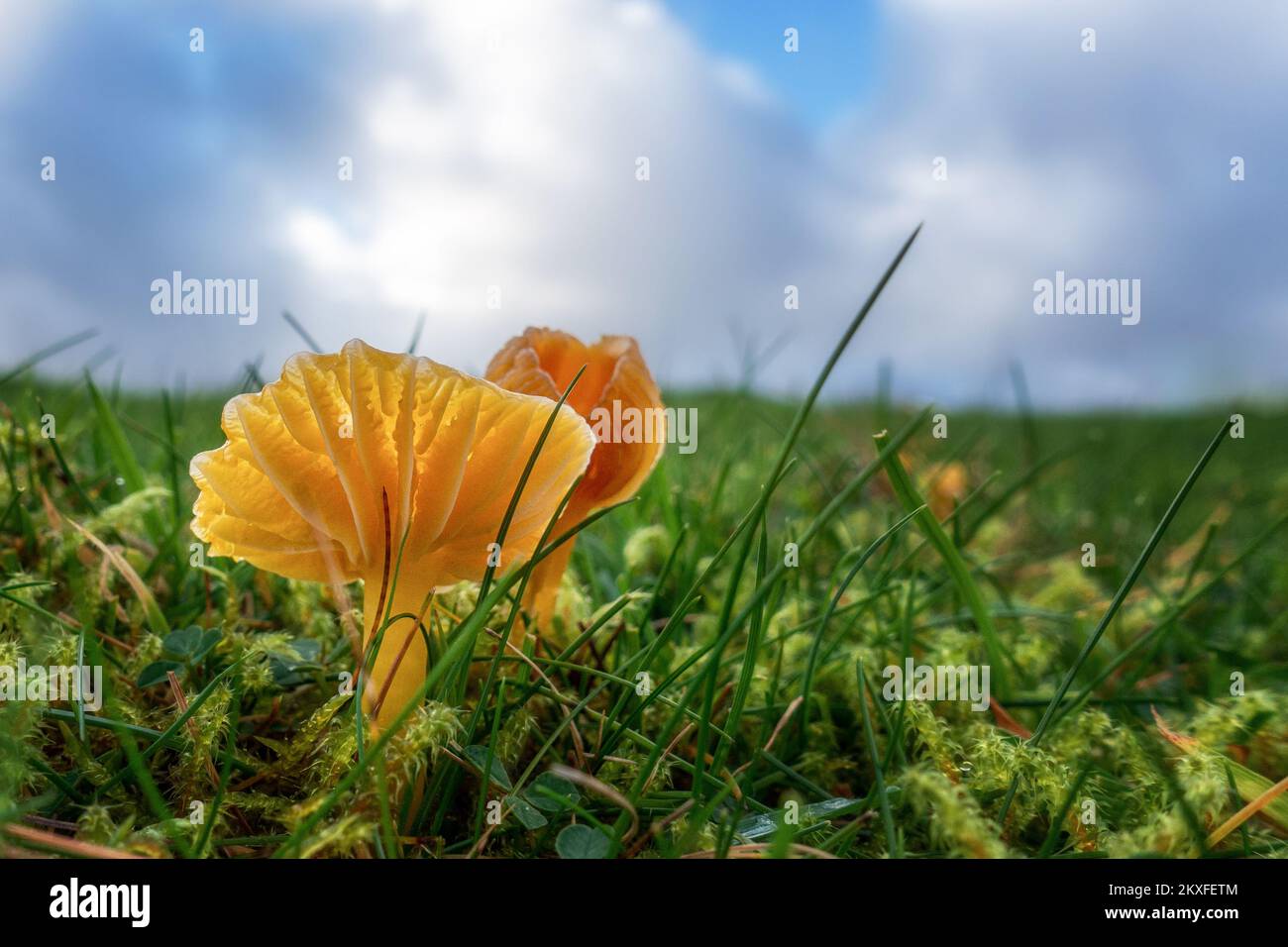 Golden Waxcaps (Hygrocybe chlorophana)  growing in association with mosses in a field and lit by sunshine, UK Stock Photo