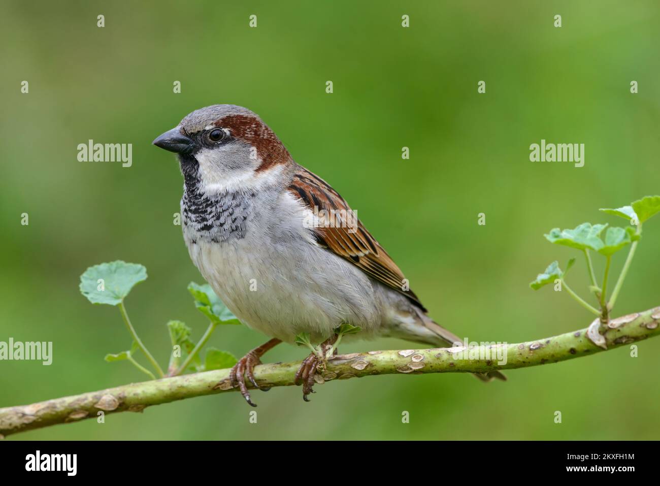 House sparrow Passer domesticus male adult perched close up on mallow weed isolated on green background Stock Photo