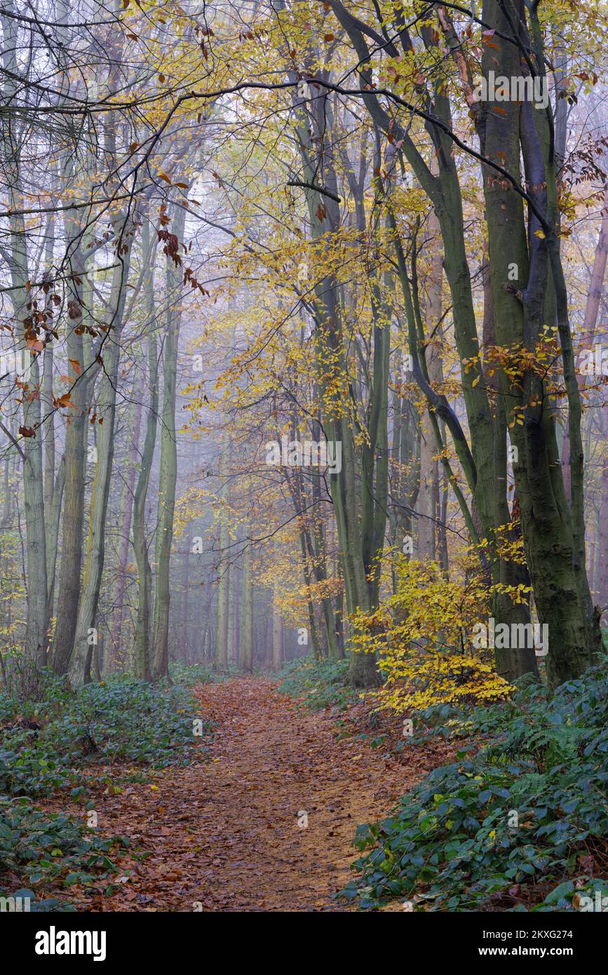 Badby Woods, Northamptonshire, UK. In autumn a path covered with fallen leaves leads into the mist past beech trees with yellow leaves. Stock Photo