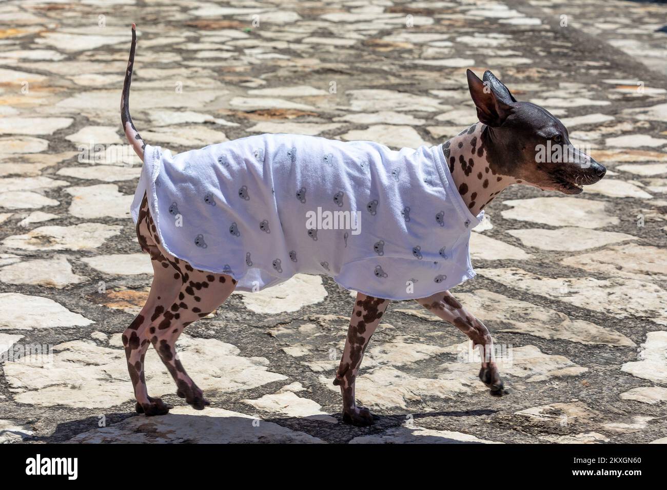 American hairless terrier hires stock photography and images Alamy