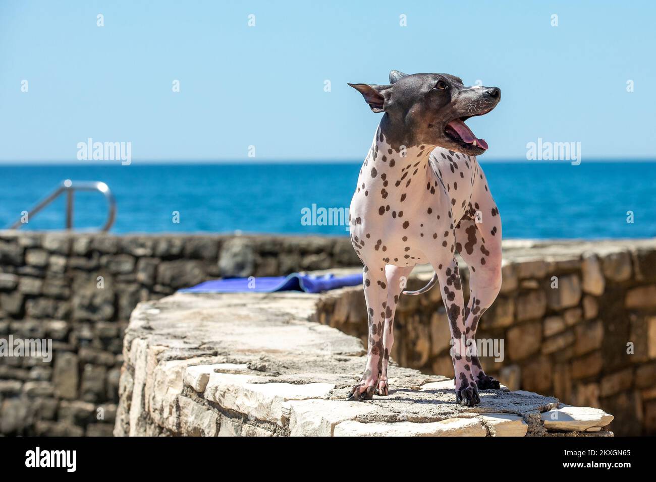 Dog suit hi-res stock photography and images - Page 2 - Alamy