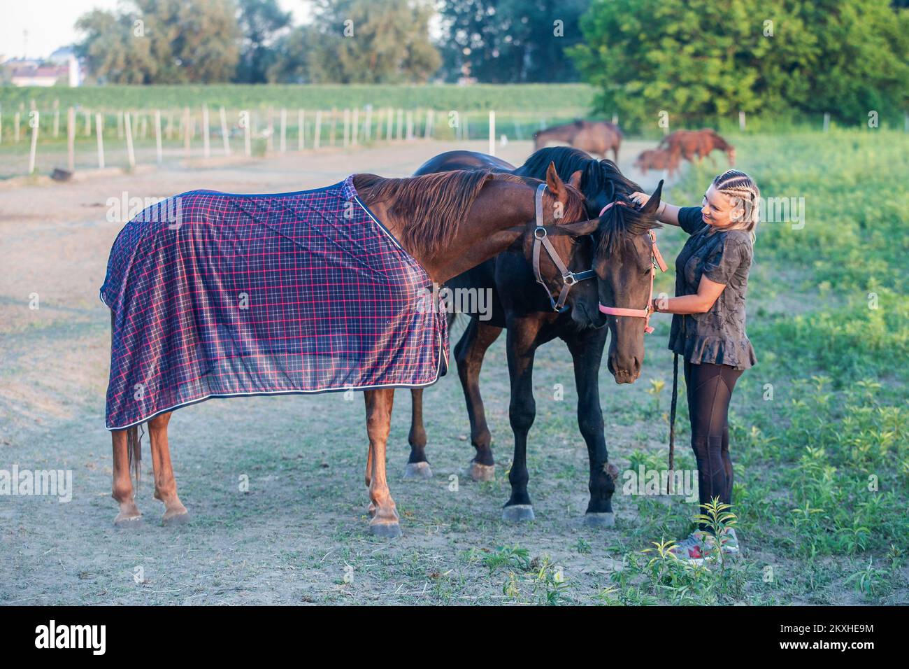 Ranch owner Suncica Tijardovic Deze with mare Zita and therapy horse Pero in Osijek, Croatia on July 10, 2020. The mare Zita united Osijek, Slavonia, and even the whole of Croatia. Thanks to donations, she was bought from the owner until recently and found a new home on a ranch in the Osijek suburb of Tvrdjavica. She was thus saved from the slaughterhouse. Zita is four years old and is of the Hungarian nonius type, quite rare. The number 1546 is written in the booklet, which means that only 1546 nonius have been registered in Croatia since the beginning of our country. It is a breed that, inte Stock Photo