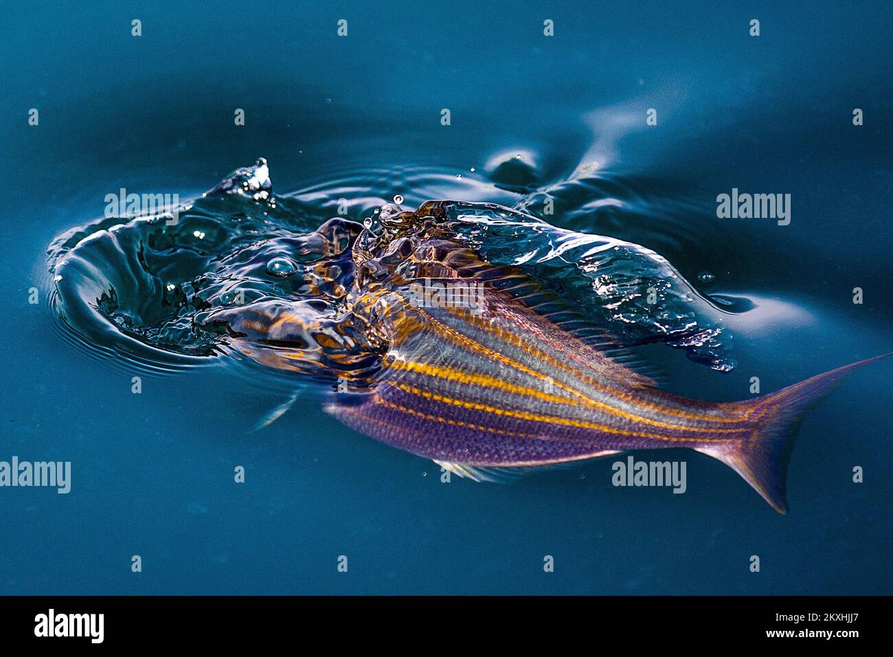 Dreamfish hi-res stock photography and images - Alamy