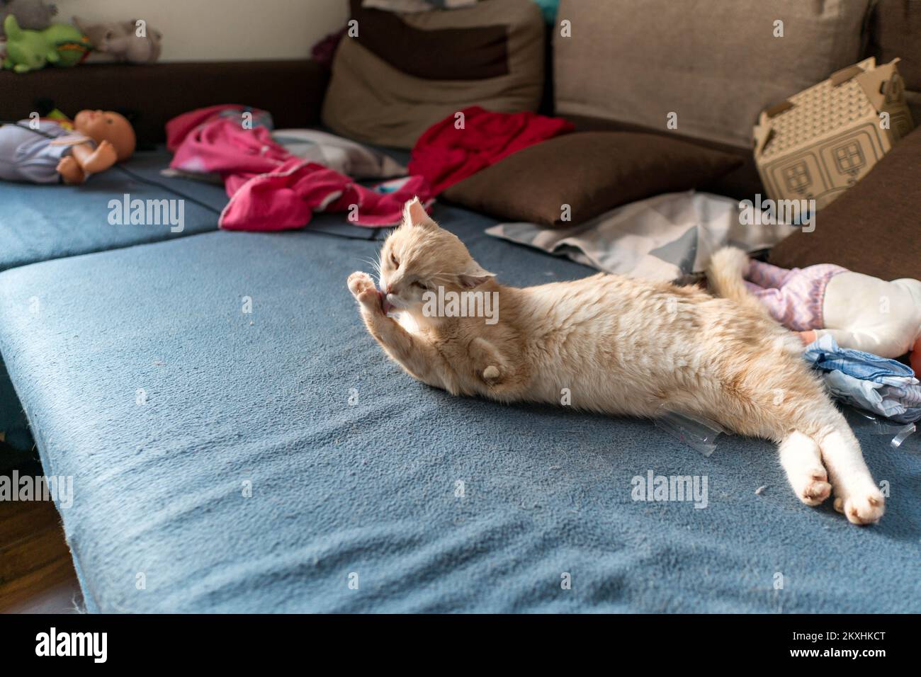Disabled brown cat with an amputated front leg is relaxing on the bed