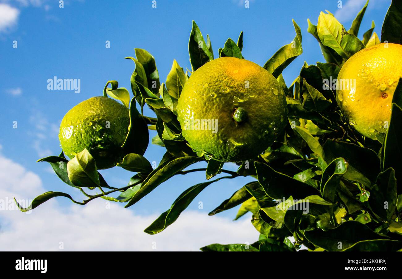 Mandarins (Citrus reticulata) are pictured on mandarine plantation in