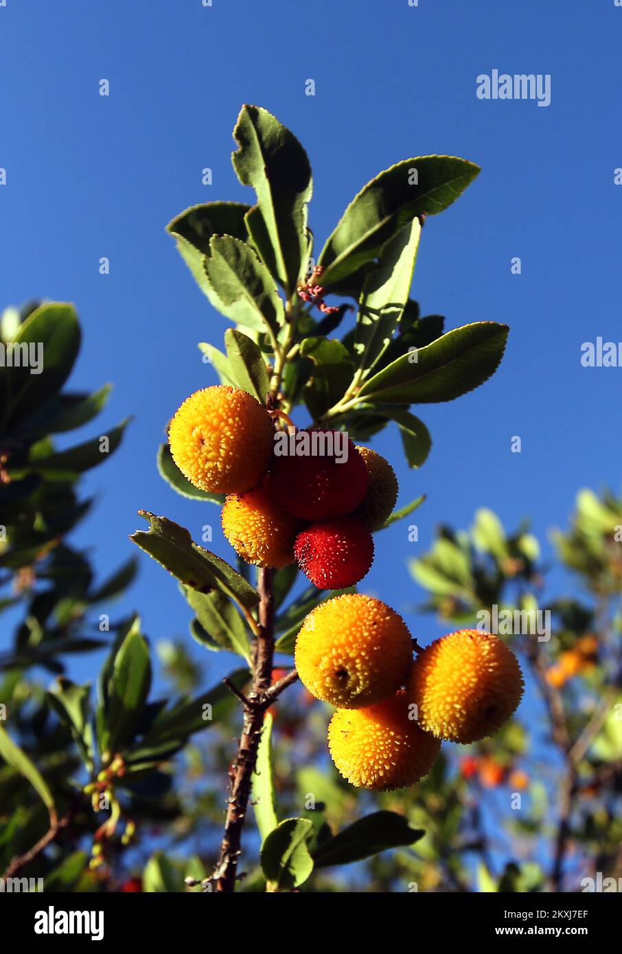 Arbutus unedo, the strawberry tree, is an evergreen shrub or small tree