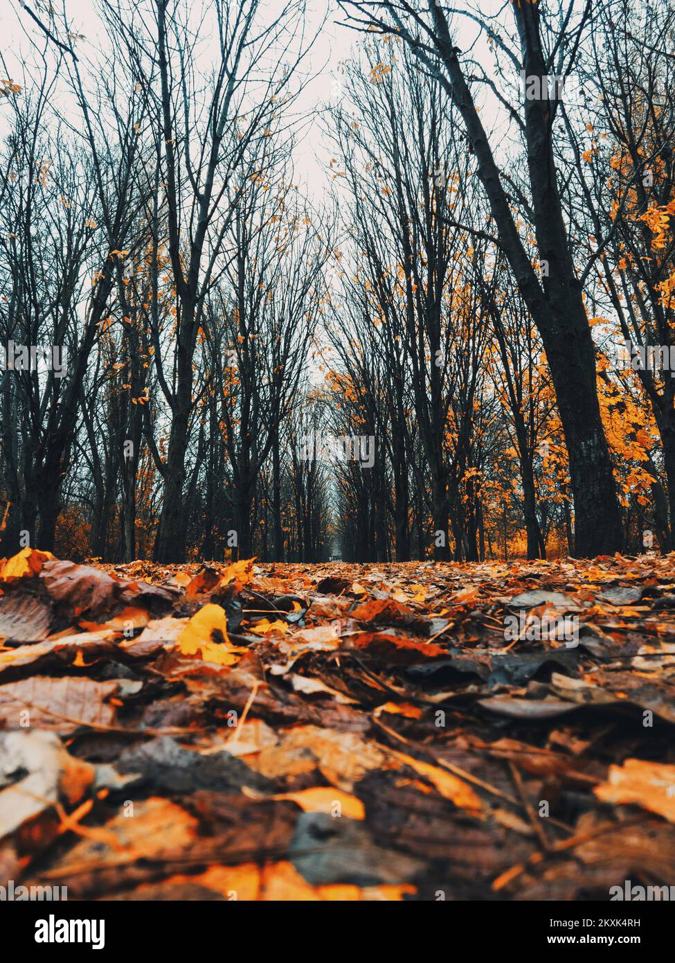 Autumn alley in the park with fallen leaves on the floor Stock Photo ...