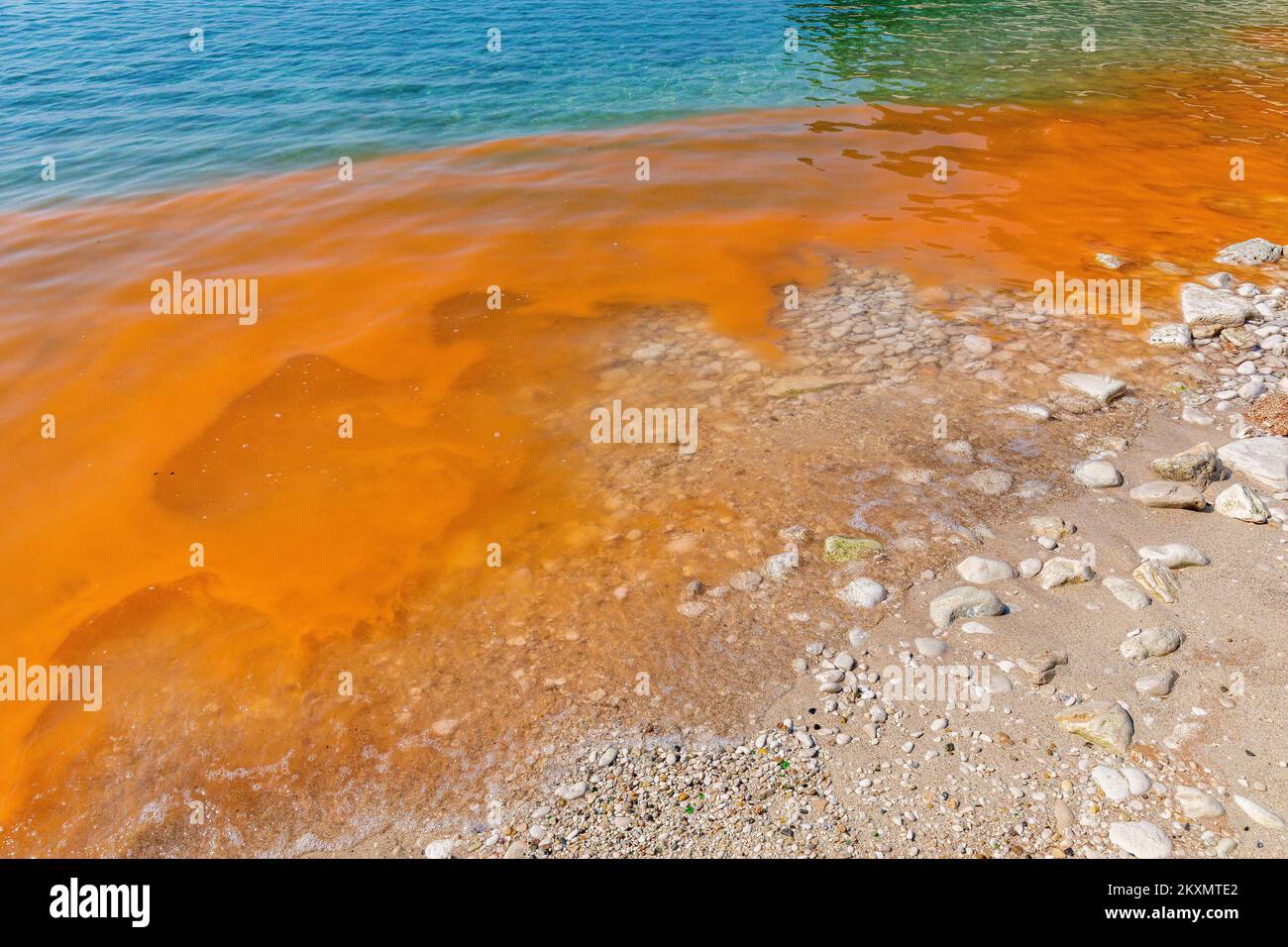 Photo taken on March 29 shows red tide, algae bloom in beach in Pula,  Croatia. Red tide is a phenomenon caused by algal blooms during which algae  become so numerous that they