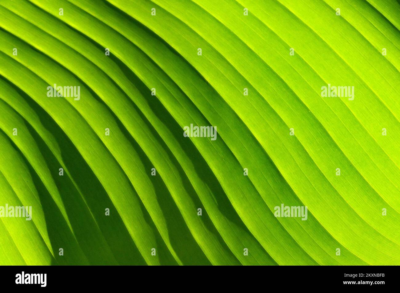 Pattern on the large leaf of a plant backlit by sunlight. No people ...