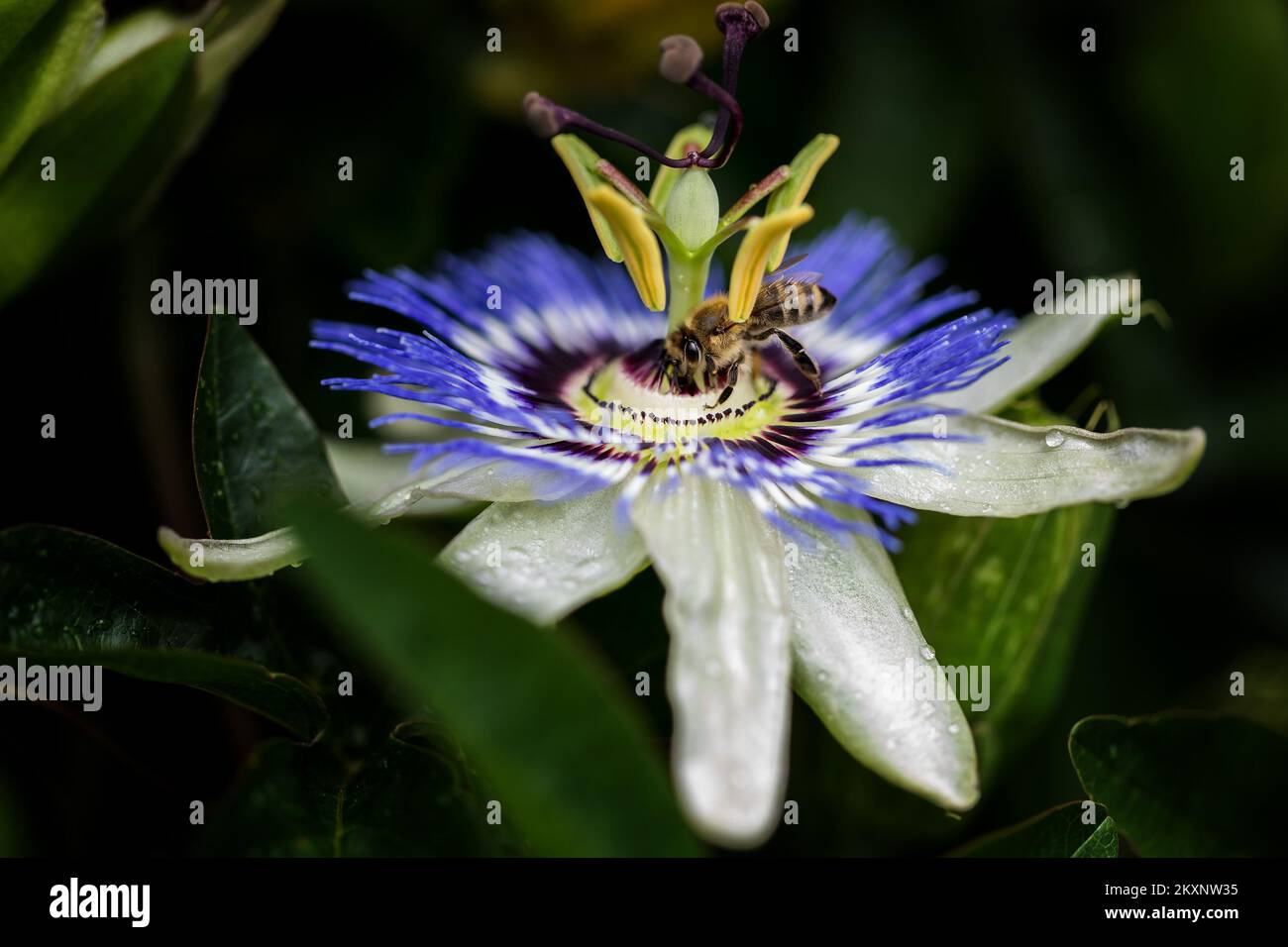 Photo taken on June 6, 2021 shows beautiful passion flower, in Rijeka