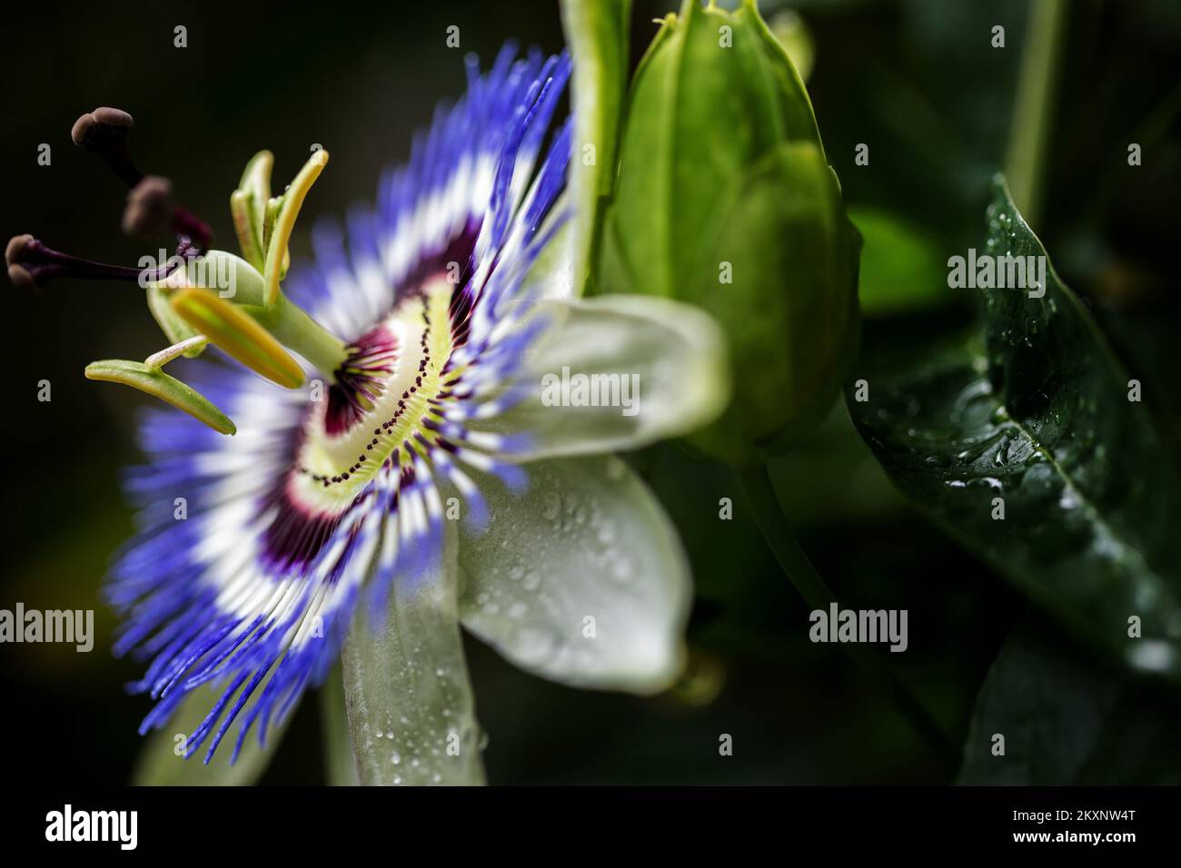 Photo taken on June 6, 2021 shows beautiful passion flower, in Rijeka