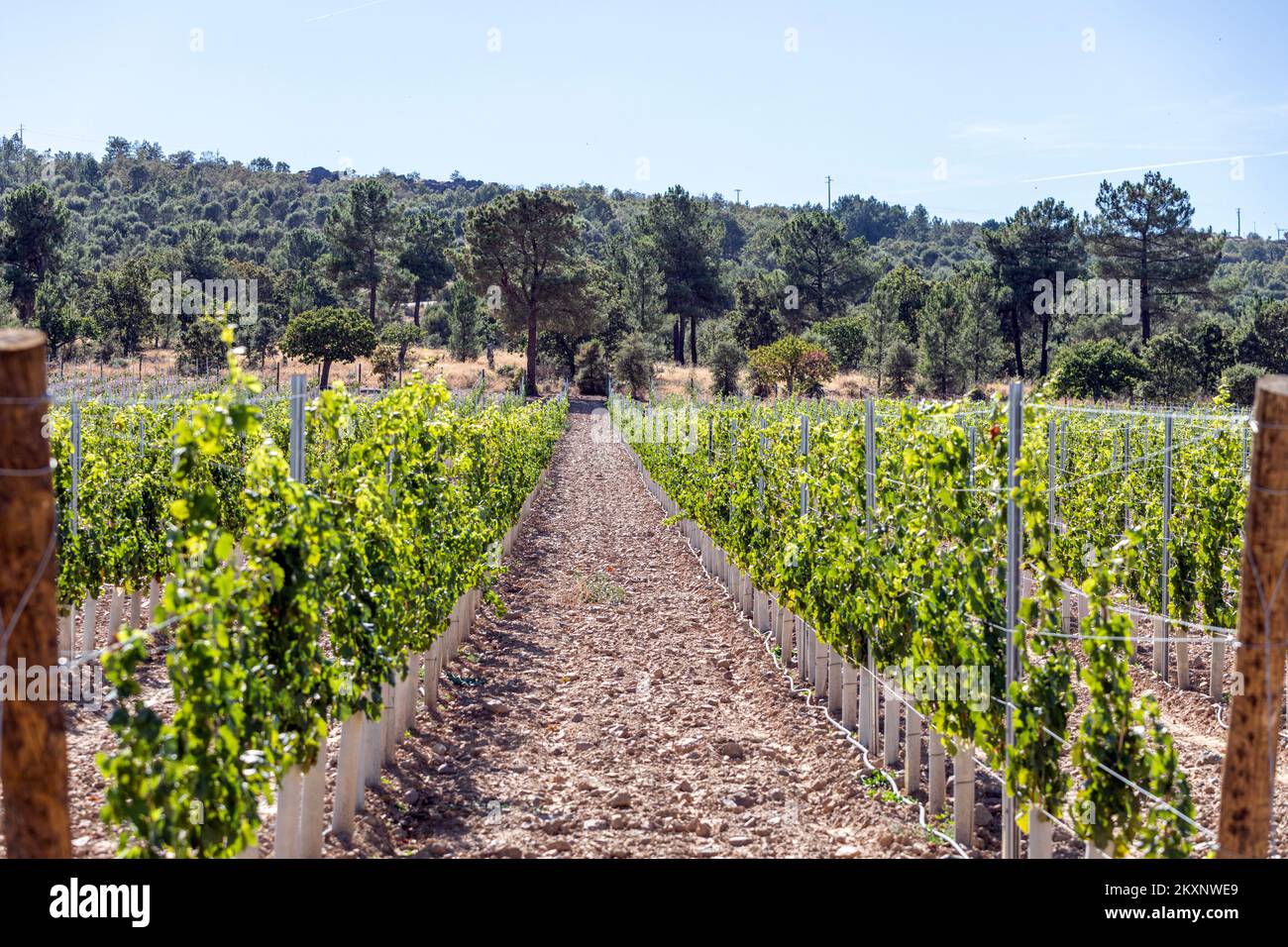 Vineyard near Castelo Rodrigo, Portugal Stock Photo