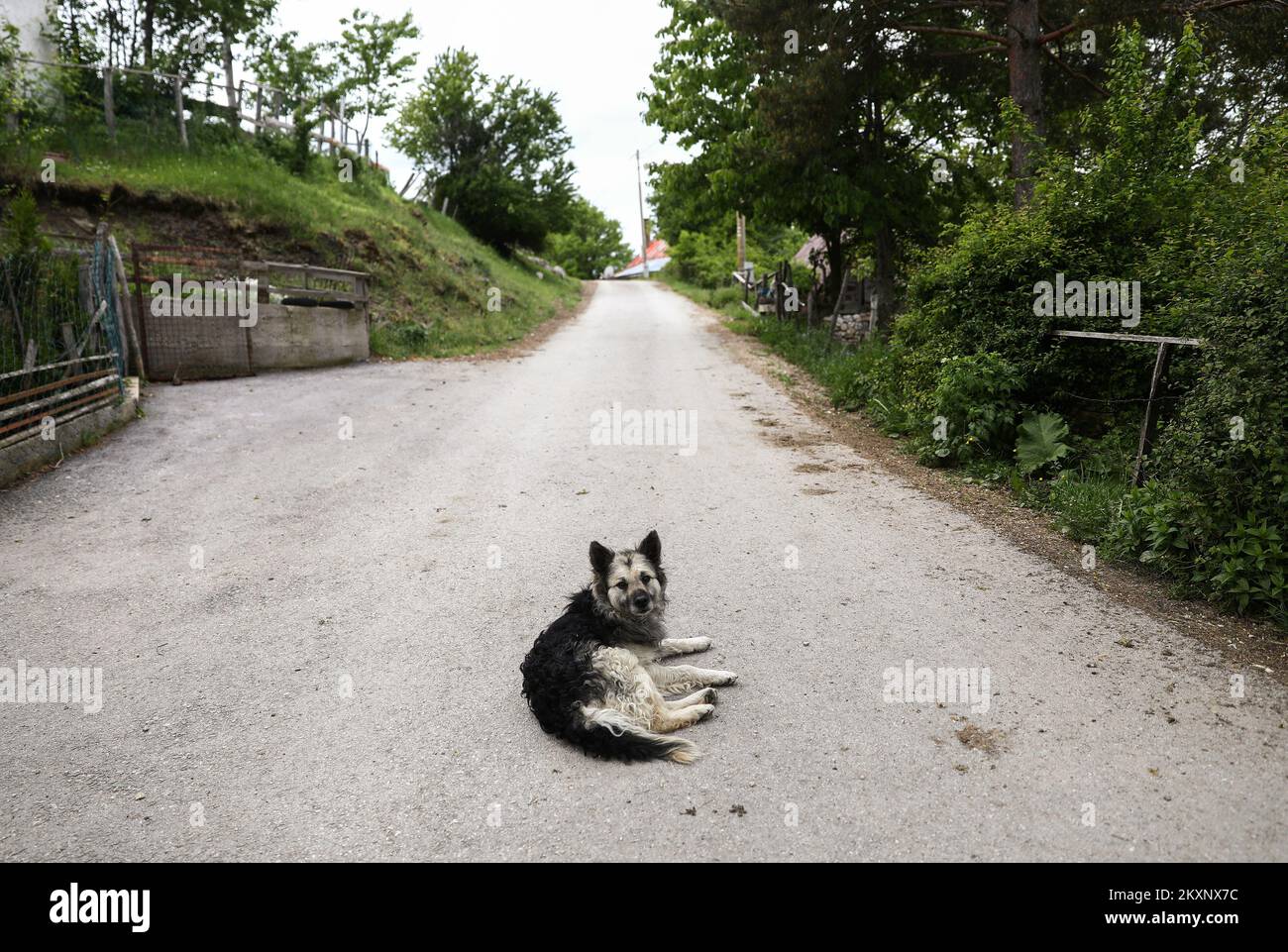 The village of Bozanovici near Kalinovik is the birthplace of war criminal Ratko Mladic. The villagers still support Ratko Mladic and they hope that the court in The Hague will acquit him of all charges. The final verdict against Ratko Mladic, former commander of the Republika Srpska Army's (VRS) General Staff, who is charged with the most serious war crimes committed in Bosnia and Herzegovina (1992-1995), including genocide, will be handed down on Tuesday, June 8, in Hague, after he was sentenced to life in prison in the first instance. Photo: Armin Durgut/PIXSELL Stock Photo