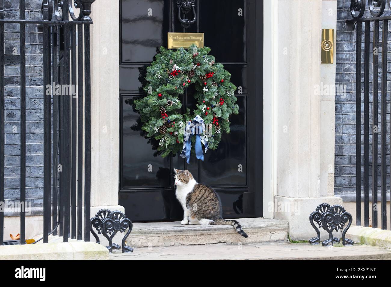 Larry the famous cat outside Number 10 Downing Street with the Christmas wreath up for the festive season, London, UK Stock Photo