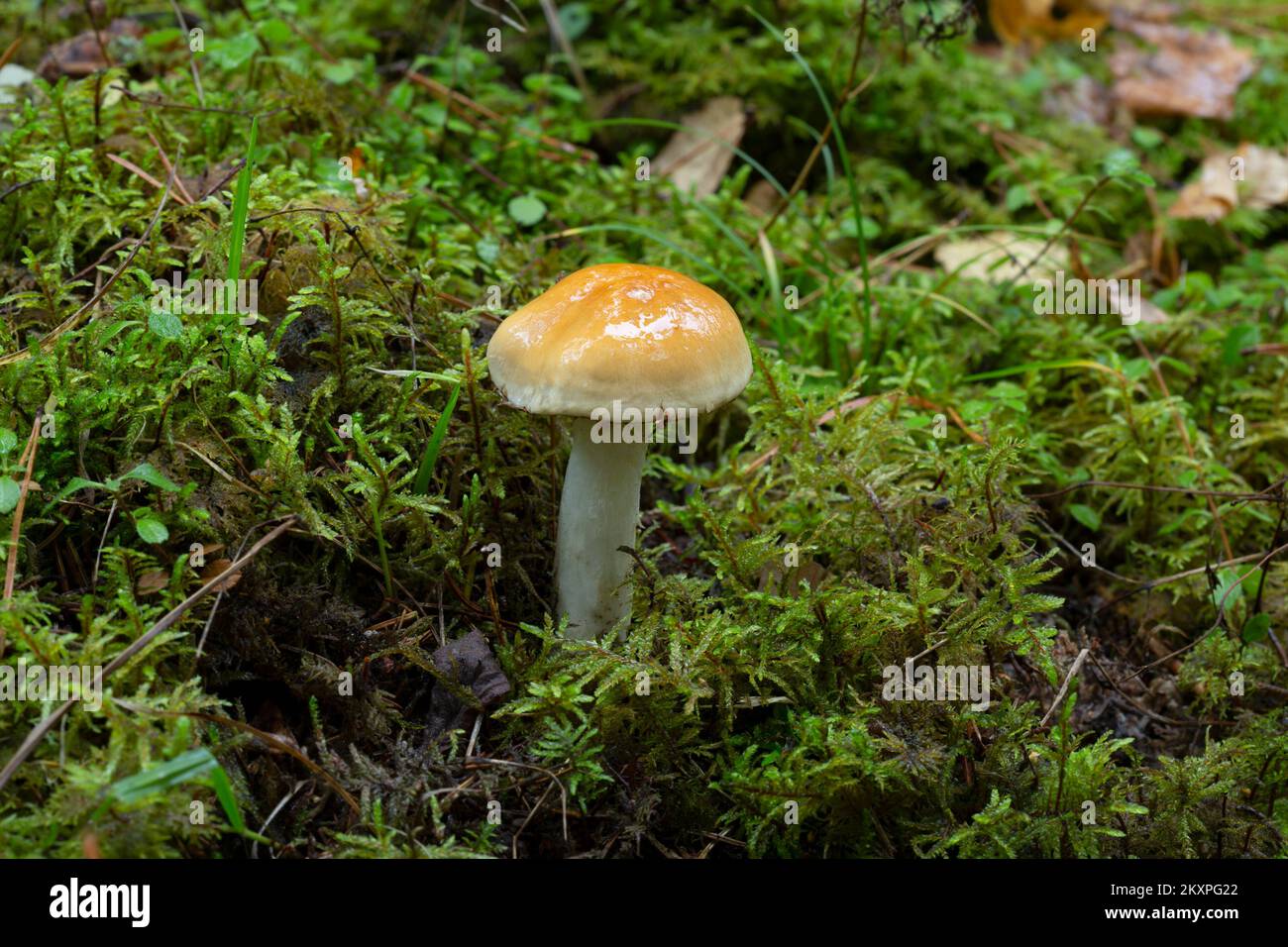 Contrary webcap, Cortinarius varius growing among moss Stock Photo