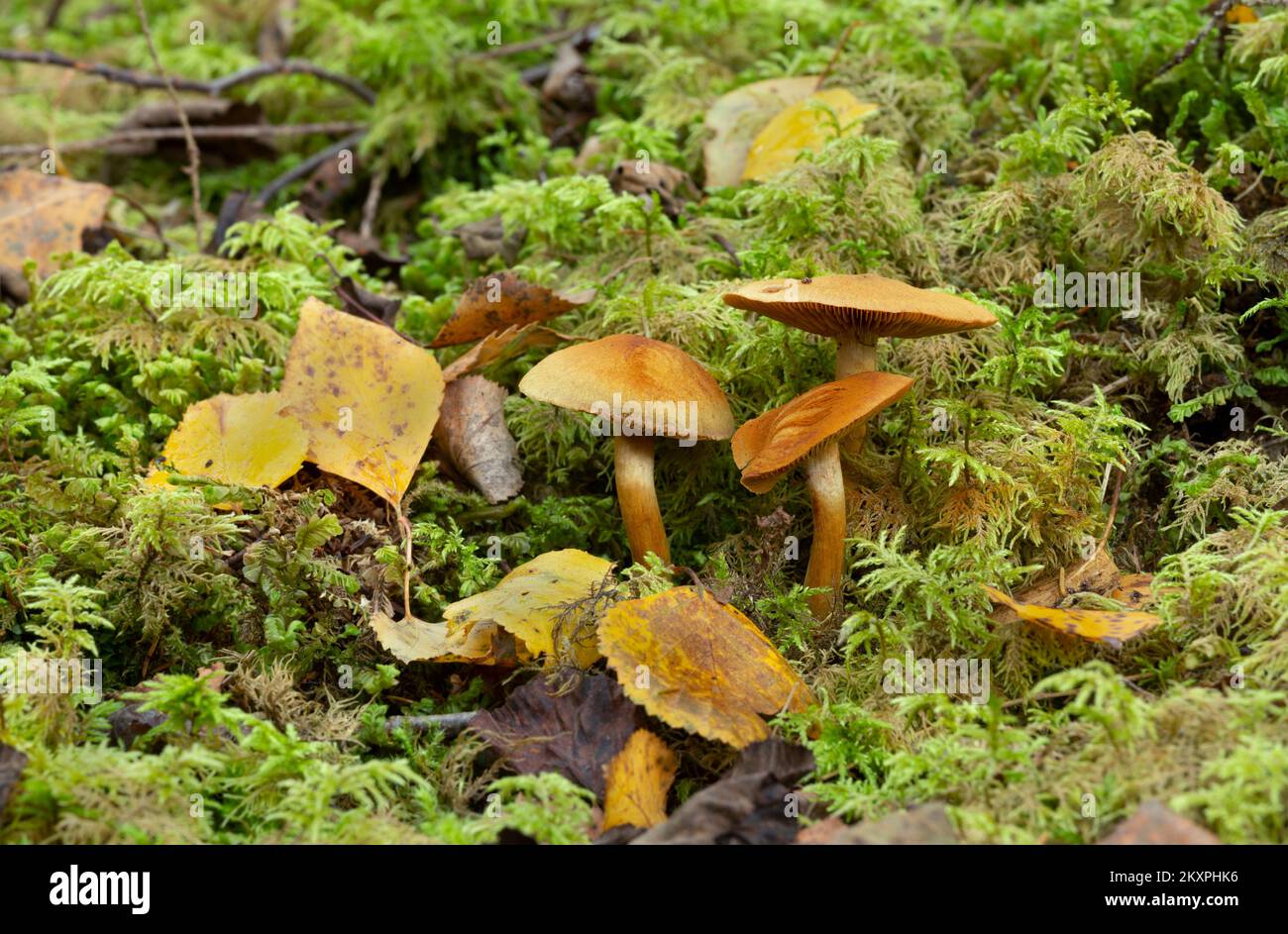 Cortinarius venetus mushrooms growing among moss, horizontal composion. Stock Photo
