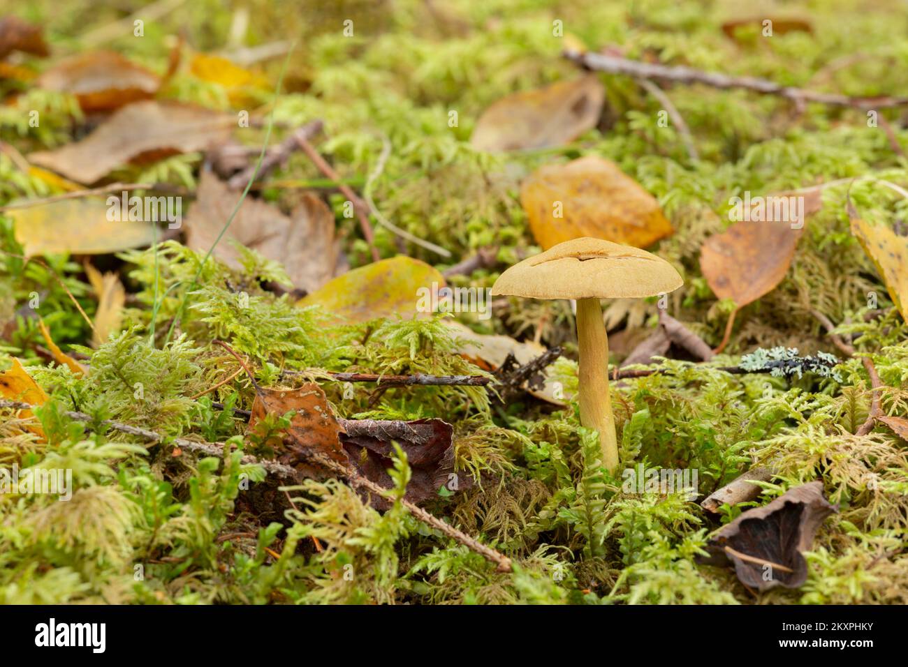 Cortinarius venetus mushrooms growing among moss, horizontal composion. Stock Photo
