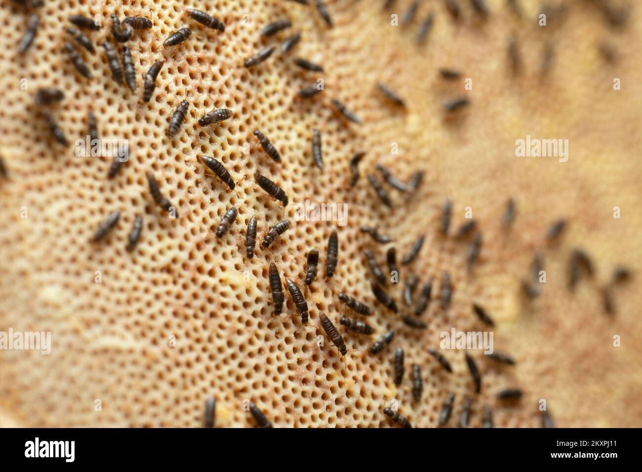 Gyrophaena rove beetles feeding on polypore, horizontal composion Stock Photo