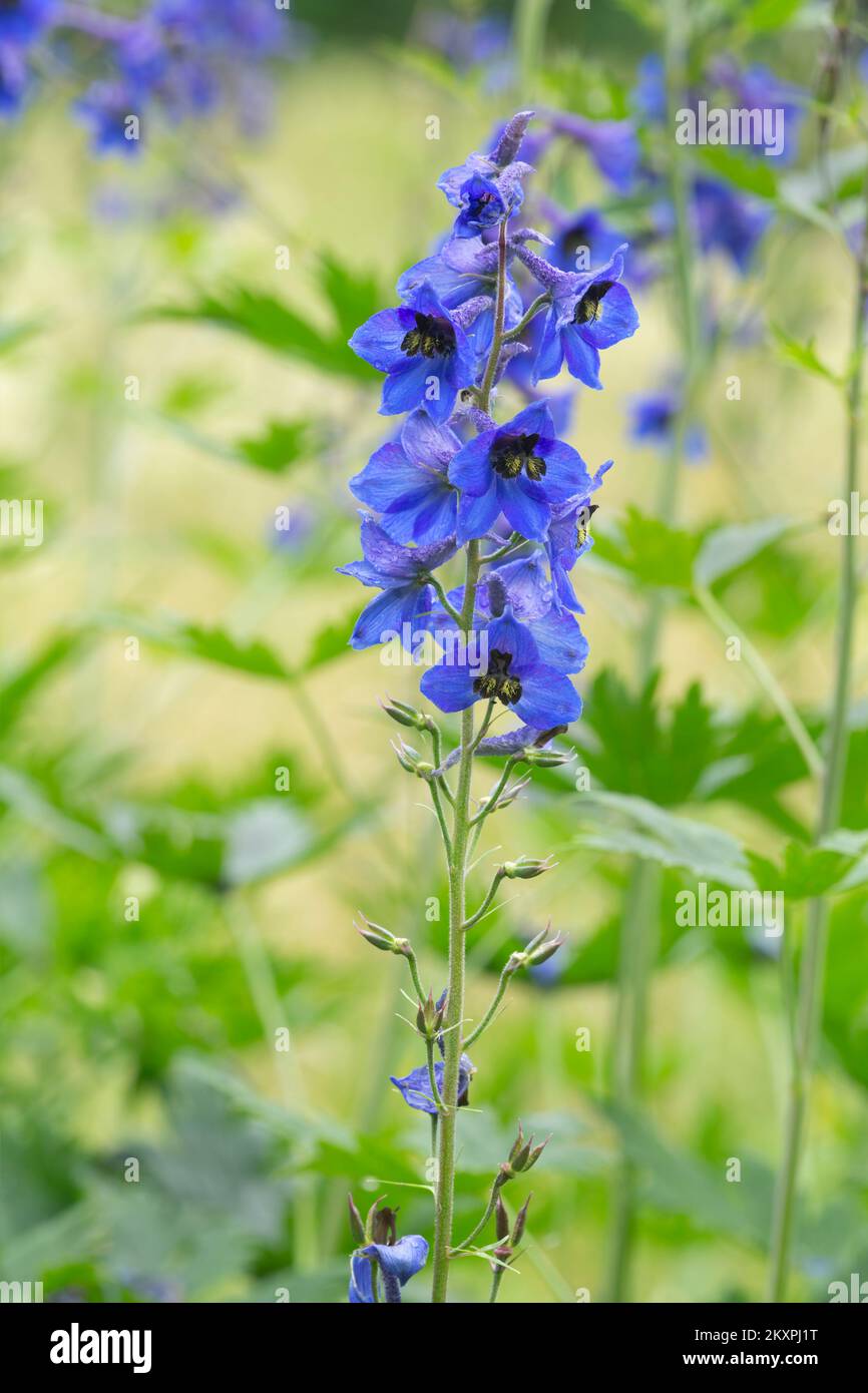 Larkspur, Delphinium in bloom, this plant is toxic Stock Photo Alamy