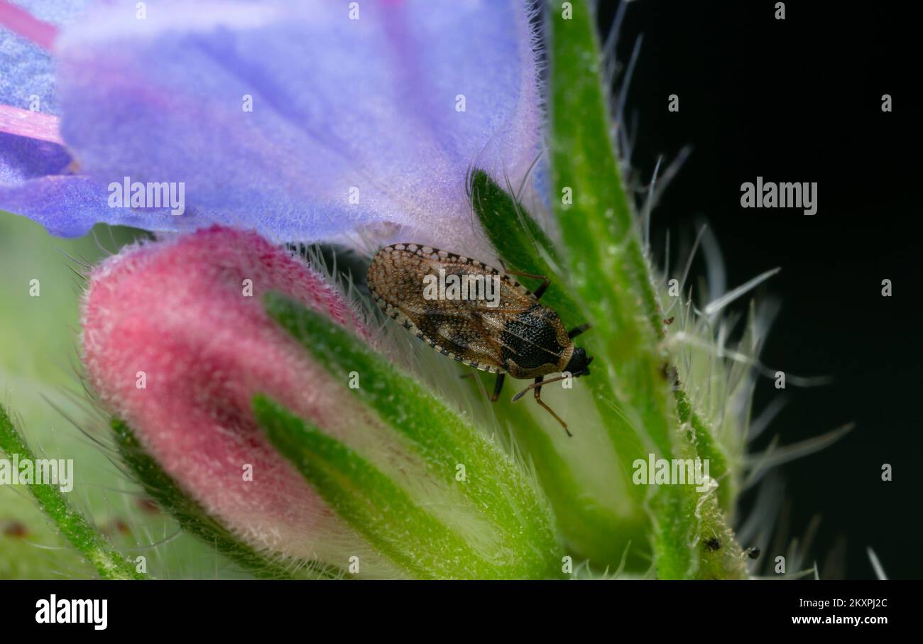 Lace bug, Dictyla echii on viper's bugloss, Echium vulgare, macro photo with high magnification Stock Photo