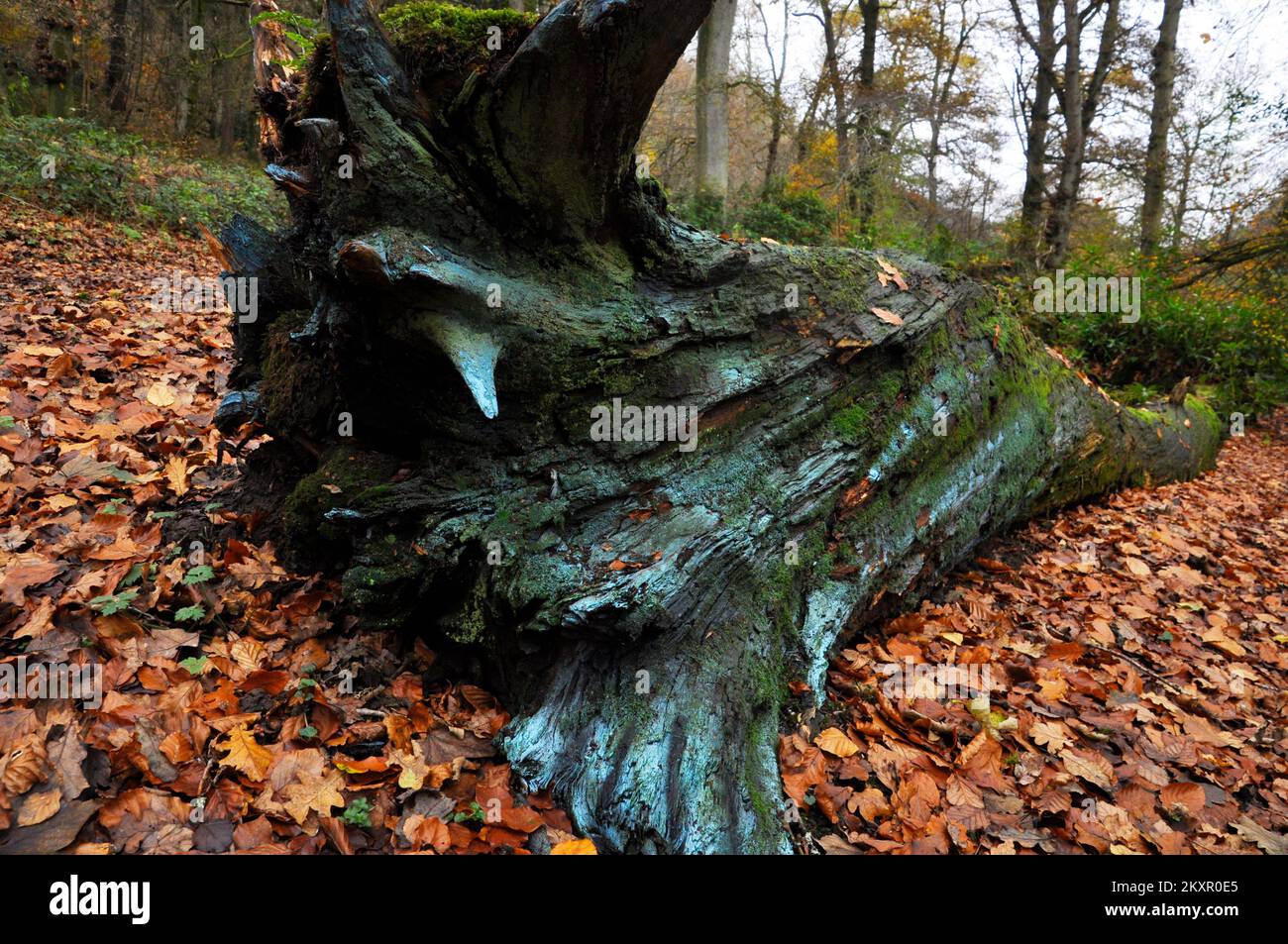 The rotting trunk of a fallen tree among the autumn leaves of a Somerset wood. Stock Photo