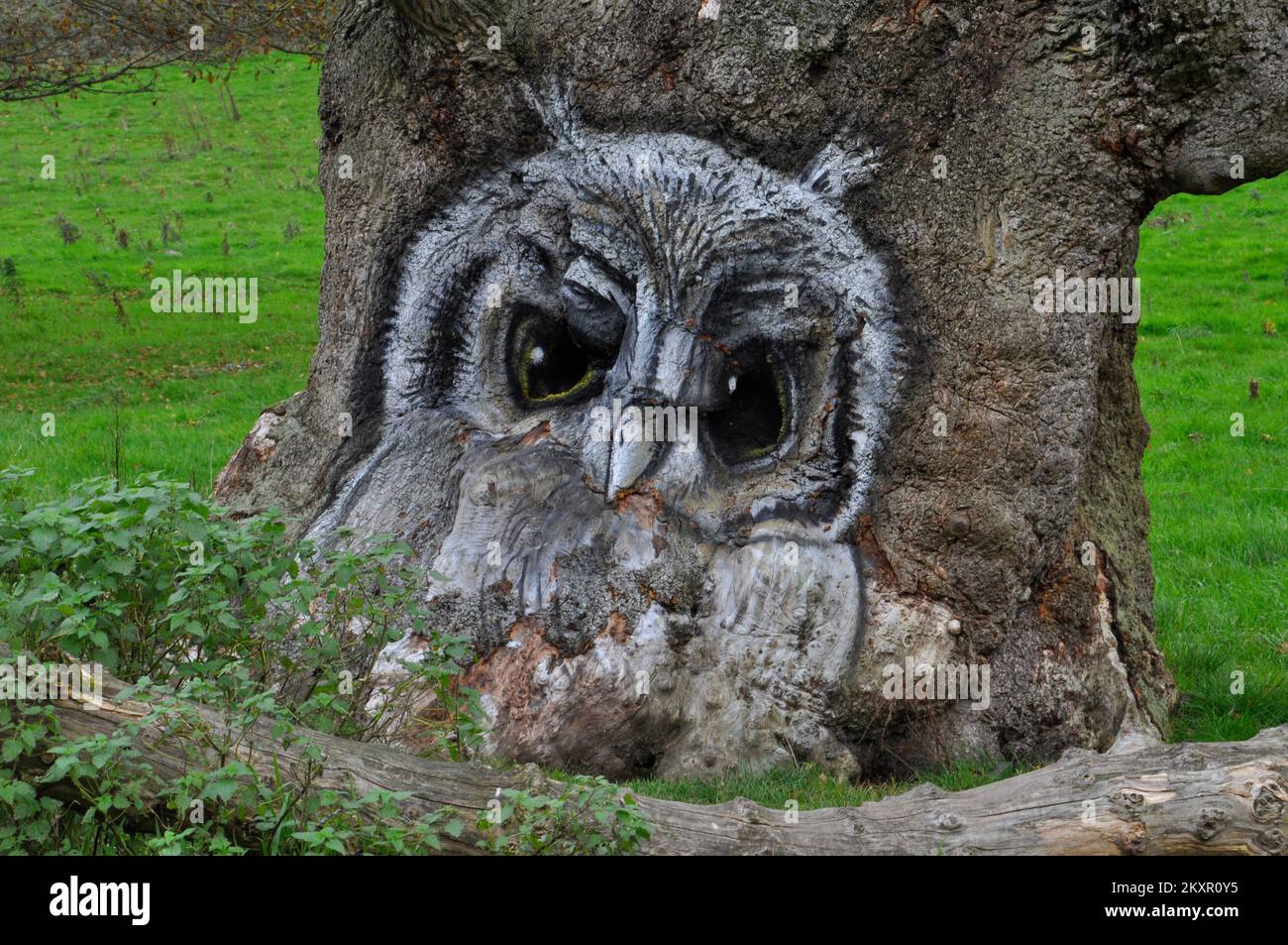 The picture of an owl on the trunk of a tree. The artist used the malformation of the bole and bark as a basis for the picture. Old tree in a valley i Stock Photo