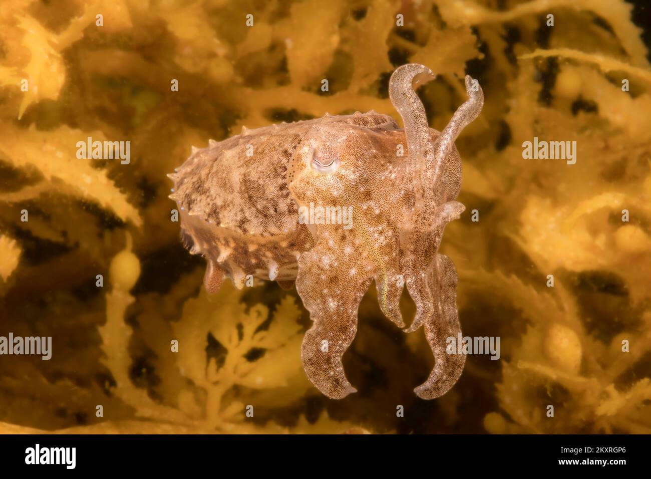The stumpy-spined cuttlefish, Sepia bandensis, is common on coral reefs, and is just two inches long, Philippines. Stock Photo